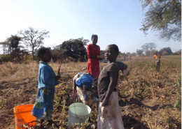Children helping on the farm (Zambia)