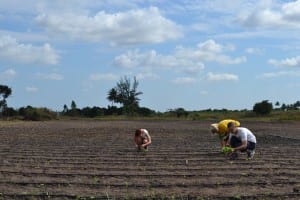 SERVE volunteers busily planting lettuce seedlings for the newly installed drip irrigation at Young Africa Agritech in Dondo, Mozambique
